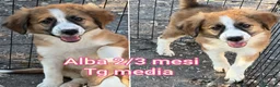 Meticcio cani in regalo: CUCCIOLI SOLI ED ESCLUSI  a Città Metropolitana di Genova - Annuncio 4