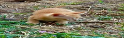 Europeo gatti in regalo: Gattini rossi maschi due mesi - Annuncio 2