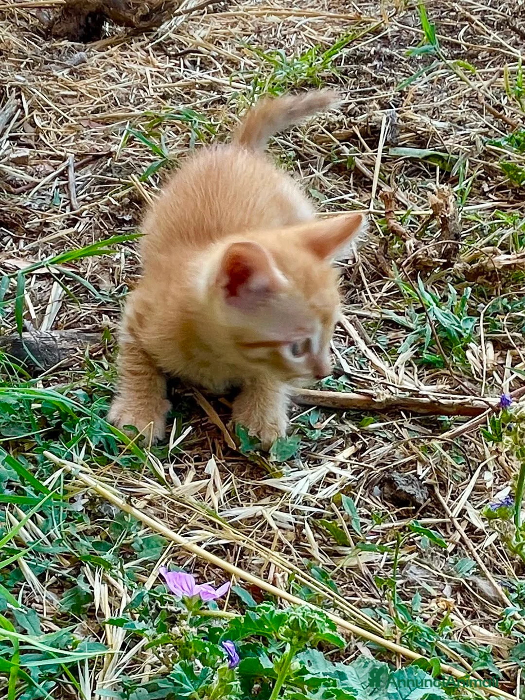 Europeo gatti in regalo: Gattini rossi maschi due mesi - Annuncio 2