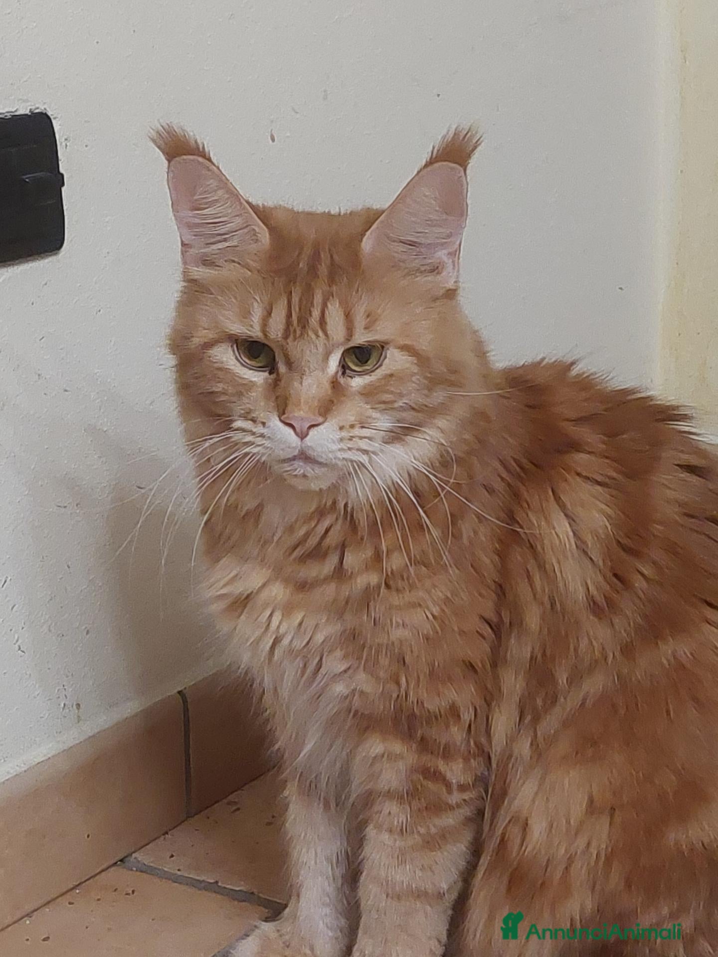 Maine Coon gatti maine coon - Annuncio 16