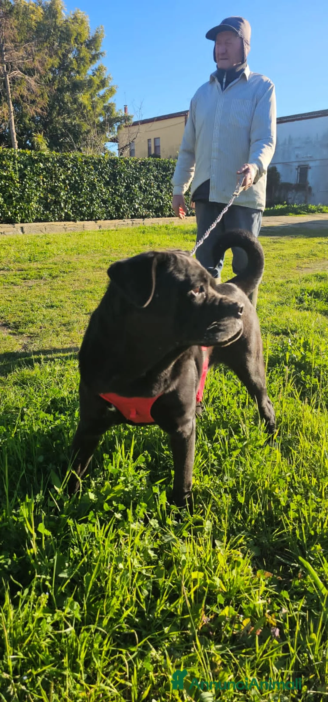 Meticcio cani in regalo: AURELIA - Annuncio 5