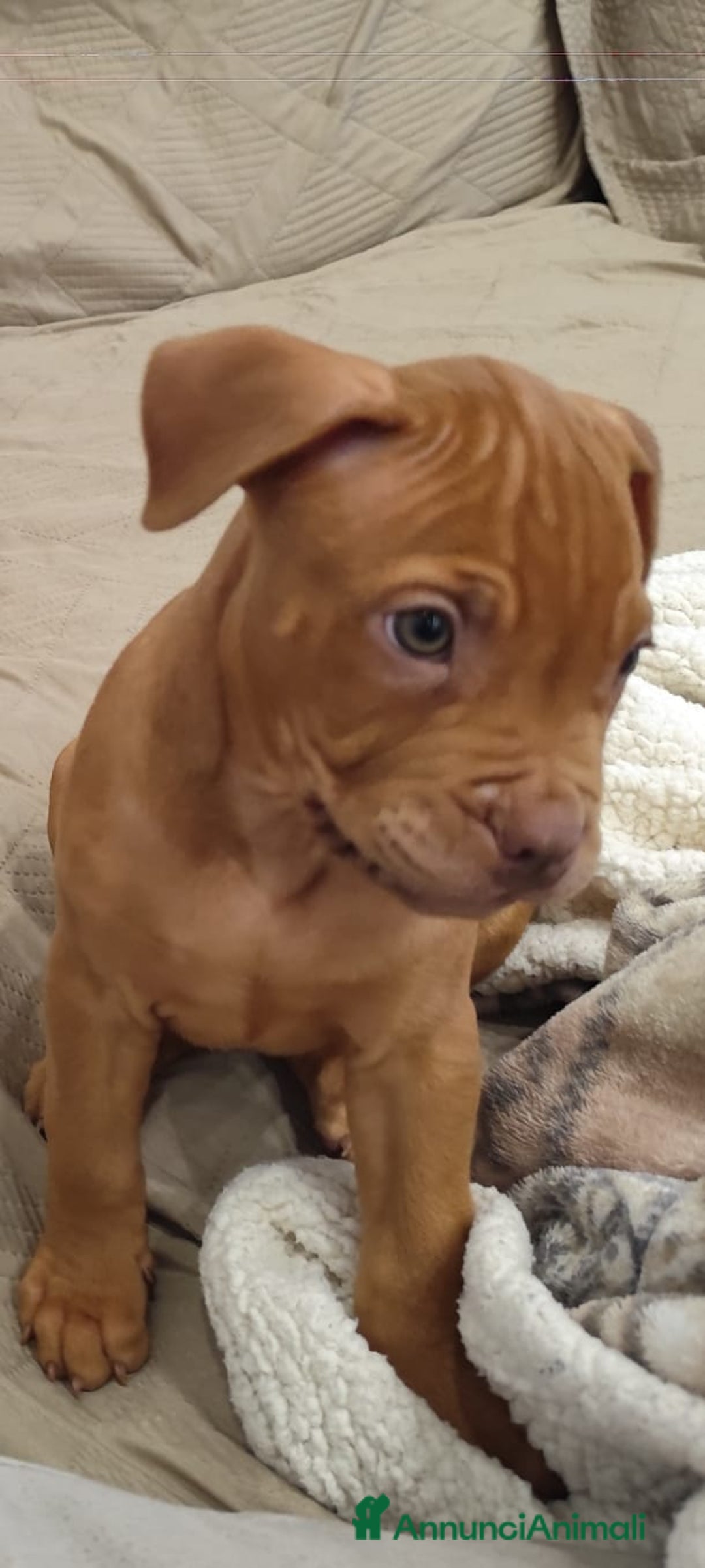 Pitbull cani in vendita: Cuccioli di Pitbull ukc rednose con pedigree  - Annuncio 5