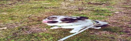 Meticcio cani in regalo: Meticcio - Annuncio 7