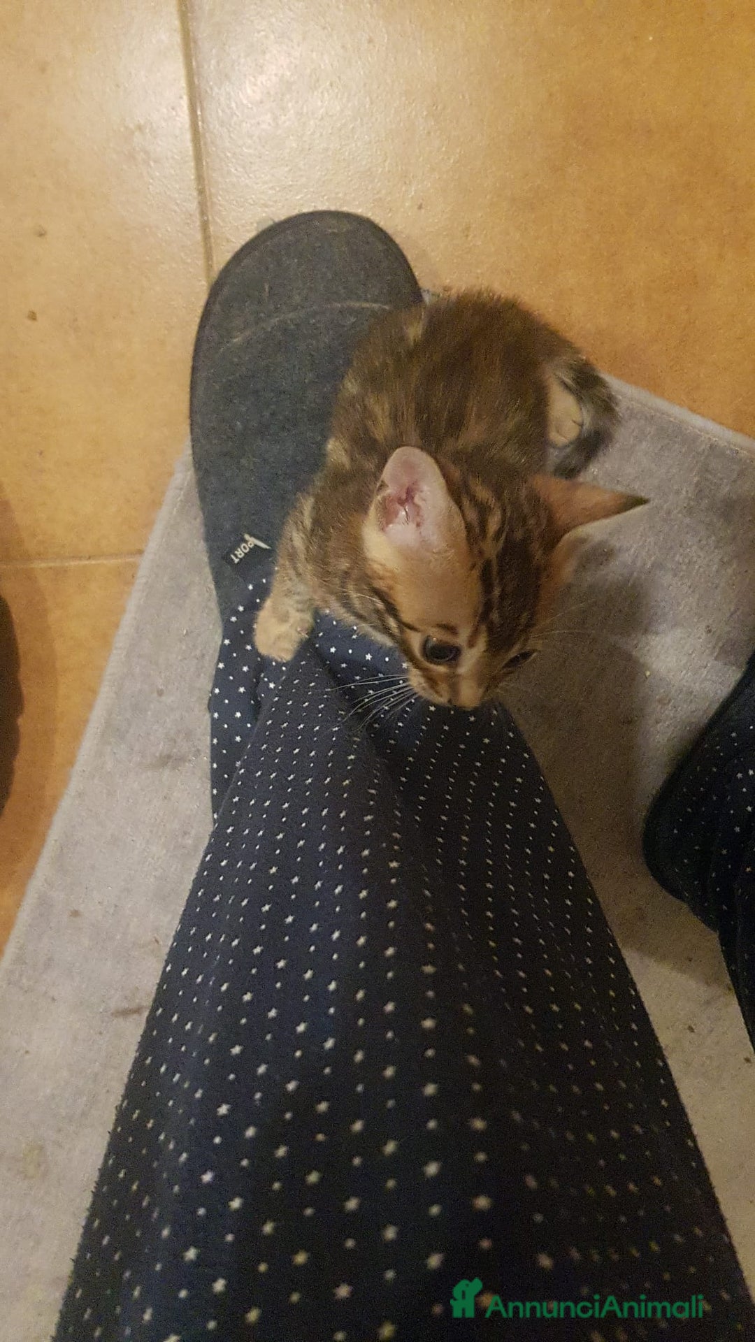 Bengala gatti in vendita: dolcissimi cuccioli di Bengala con pedigree  - Annuncio 4