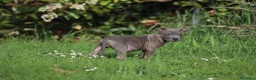 Pitbull cani in vendita: Cucciolo Pit Bull Blue con pedigree anche a rate - Annuncio 6