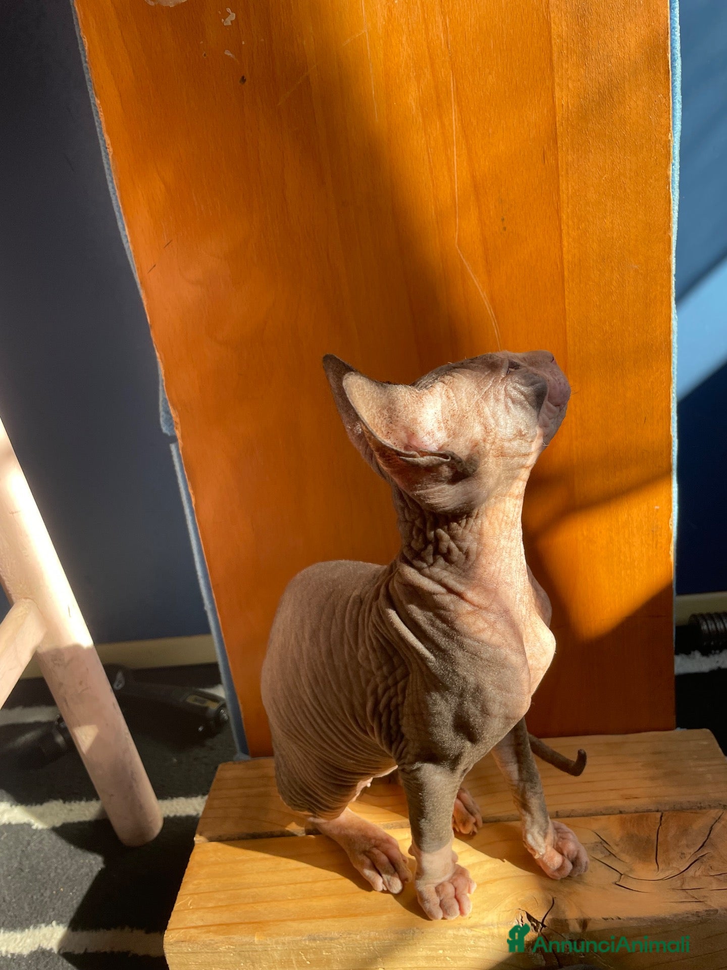 Sphynx gatti Sphynx - Cucciolo maschio - Annuncio 37