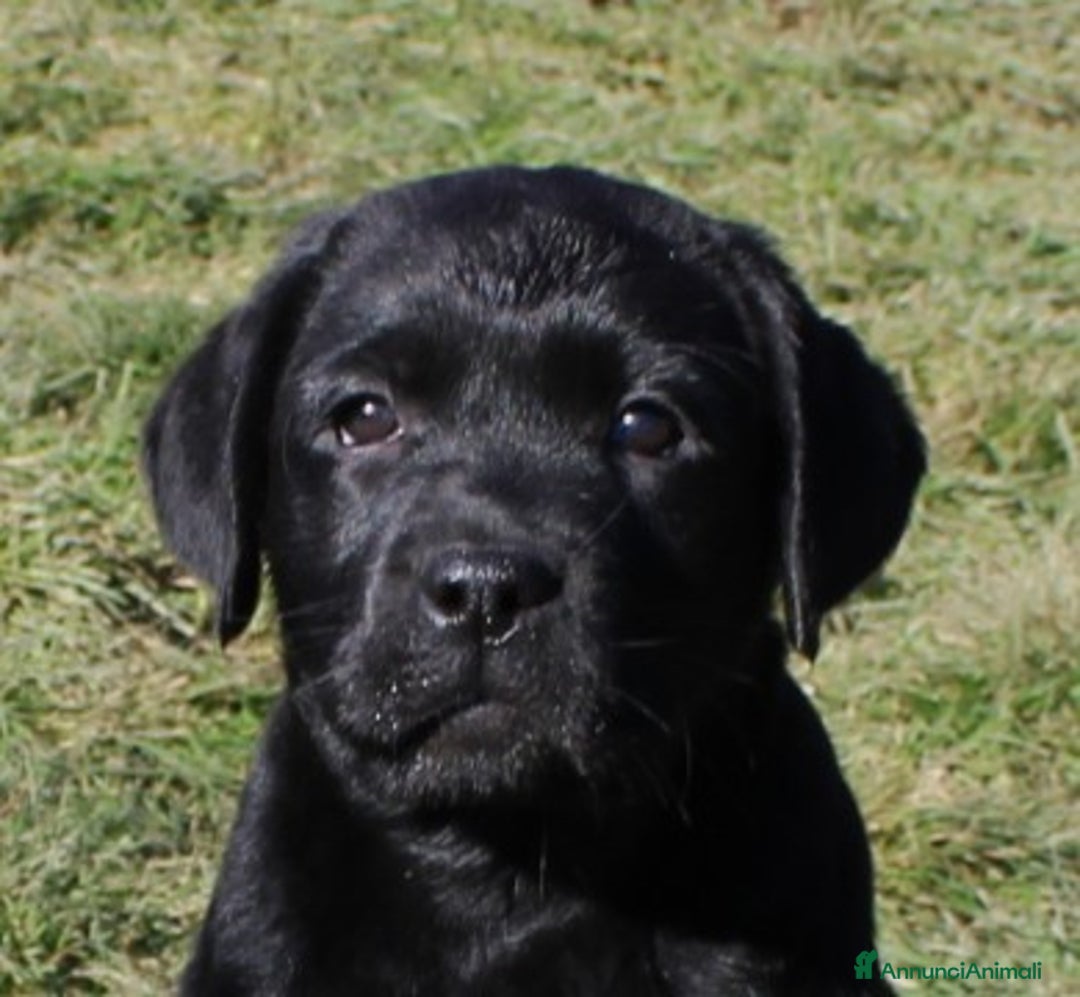 Labrador cani in vendita: Tre cuccioli di labrador retriever nero  - Annuncio 7