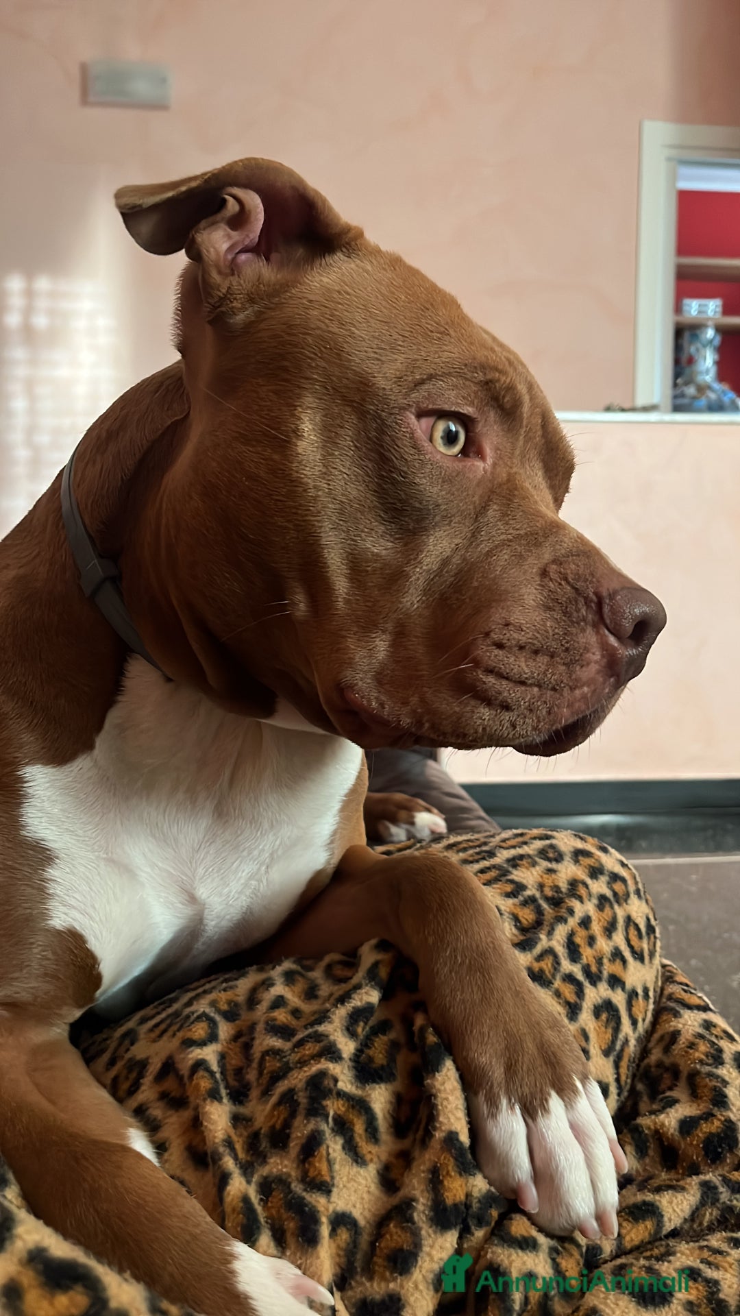 Pitbull cani in regalo: Diego - Annuncio 4