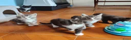 Maine Coon gatti in vendita: Meravigliosi gattini Maine Coon  - Annuncio 1