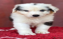 Australian Shepherd cani in vendita: Femmina Tricolor Black - Sunny  a Provincia di Vicenza - Immagine 3