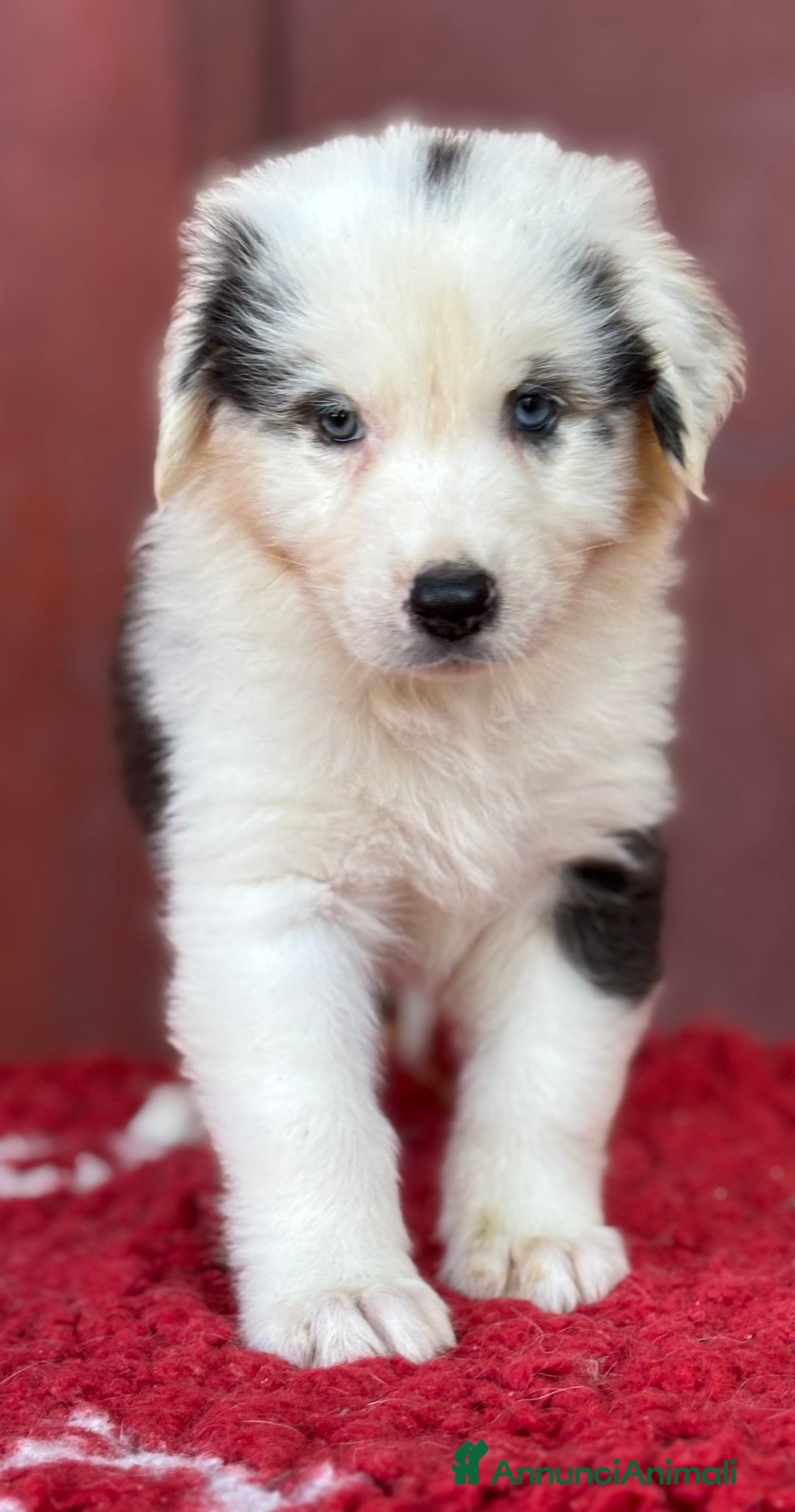 Australian Shepherd cani in vendita: Femmina Tricolor Black - Sunny  a Provincia di Vicenza - Immagine 3