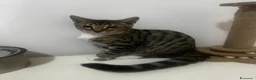 Bengala gatti in vendita: Cuccioli di bengala  - Annuncio 4