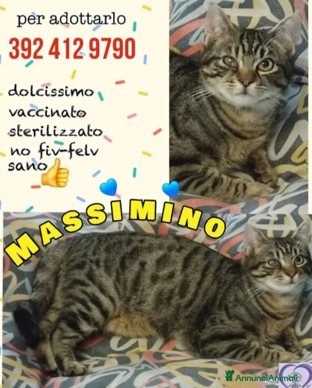 Europeo gatti in regalo: Micio tigrato quasi 1anno nessuno lo nota.ROMA SOS - Annuncio 2