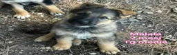 Meticcio cani in regalo: TENERI CUCCIOLI IN CERCA DI CASA a Provincia di Modena - Annuncio 5