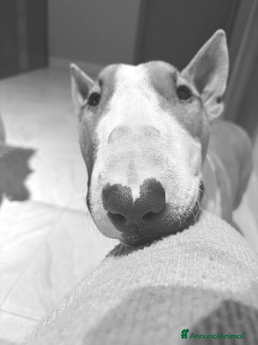 Bull Terrier cani in vendita: Bull terrier standard  - Annuncio 5