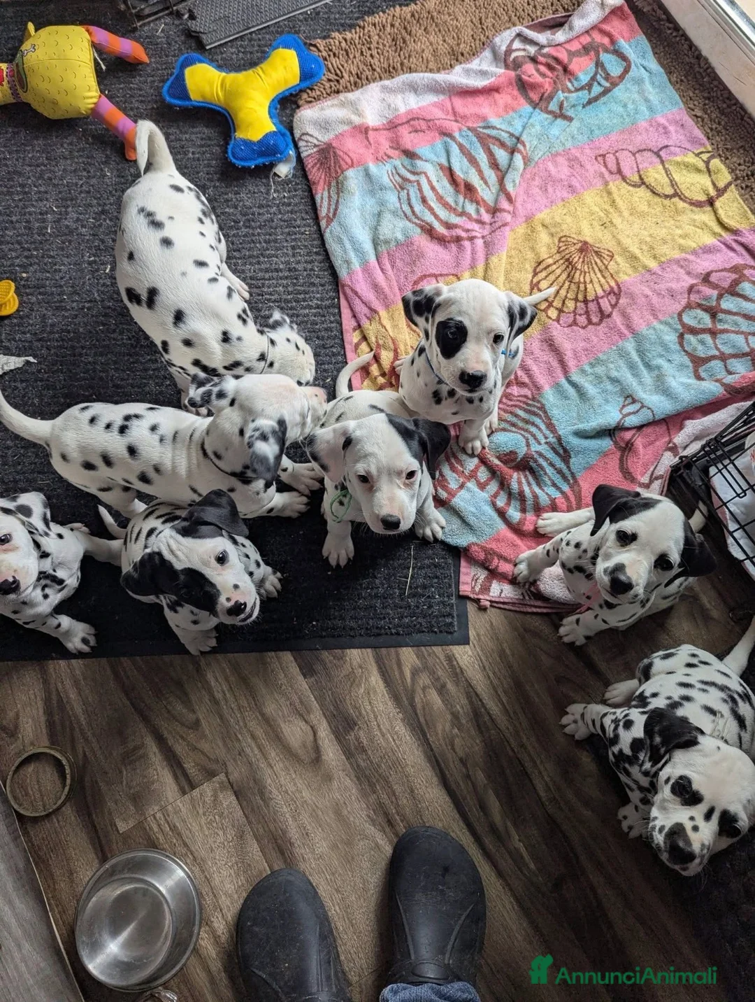 Dalmata cani in vendita: Cuccioli di dalmata disponibili  a Provincia di Imperia - Annuncio 2
