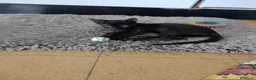 Meticcio gatti in regalo: Ciao a tutti da Sofì.! Splendida gattina di 2 mesi - Annuncio 3