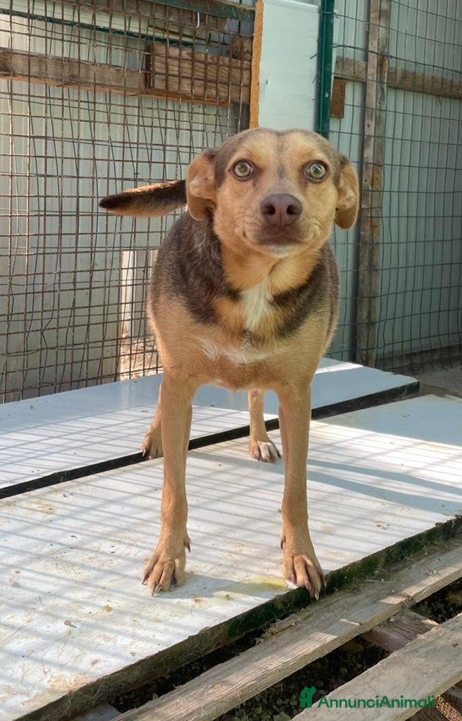 Meticcio cani LA DOLCEZZA DI BIANCANEVE - Annuncio 27