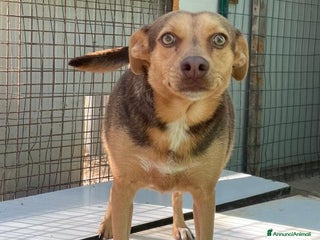 Meticcio cani LA DOLCEZZA DI BIANCANEVE - Annuncio 27