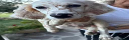 Setter Inglese cani in vendita: Vendesi Setter Inglese  a Provincia di Ancona - Annuncio 1