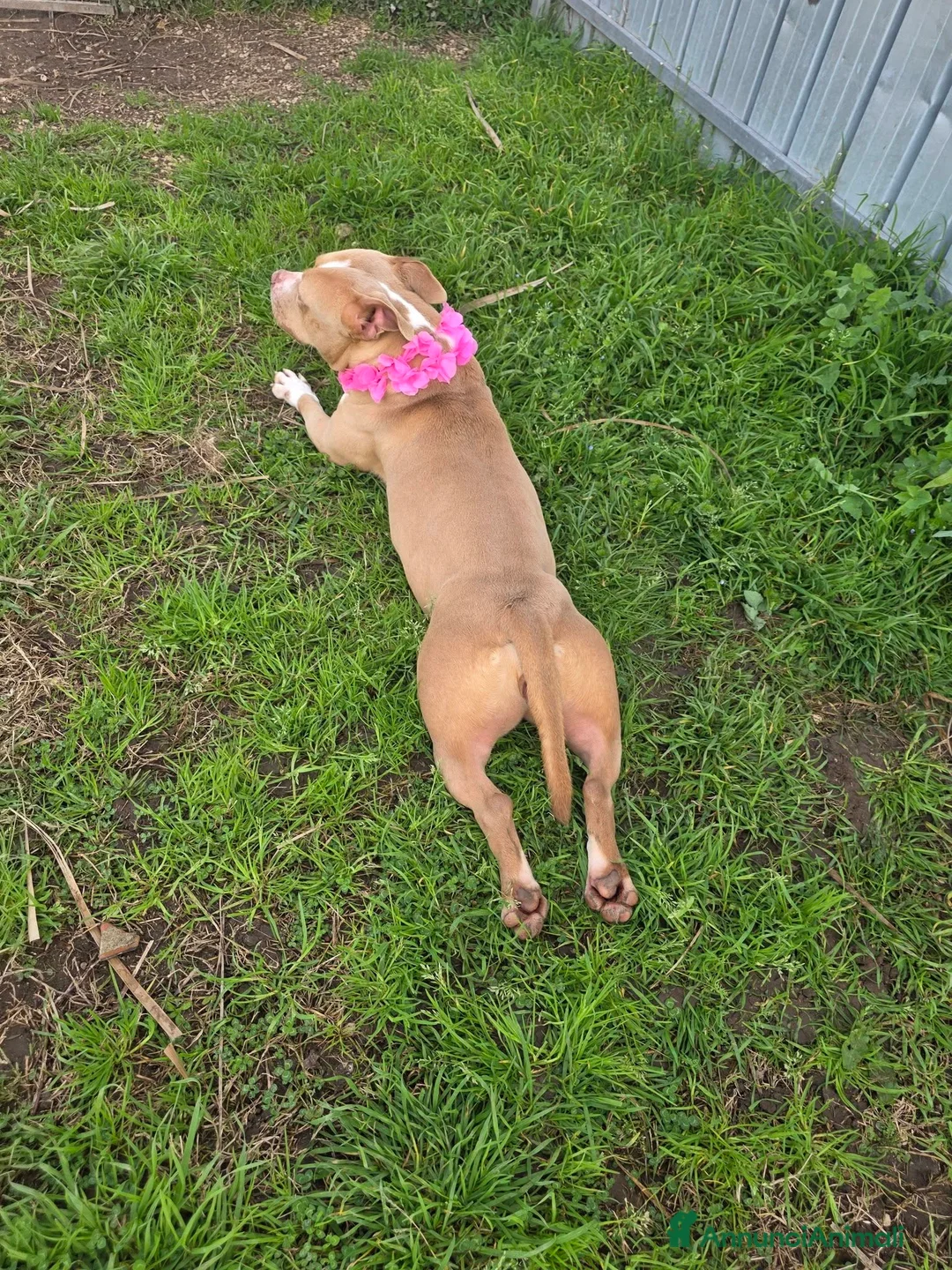 Pitbull cani in regalo: Pockety, piccola pit in canile - Annuncio 2