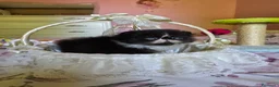Persiano gatti in vendita: Cuccioli persiani  - Annuncio 1