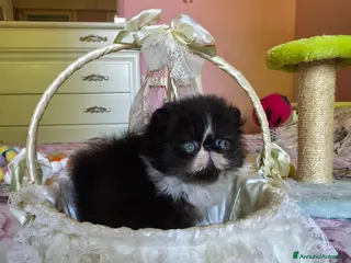 Persiano gatti Cuccioli persiani - Annuncio 3