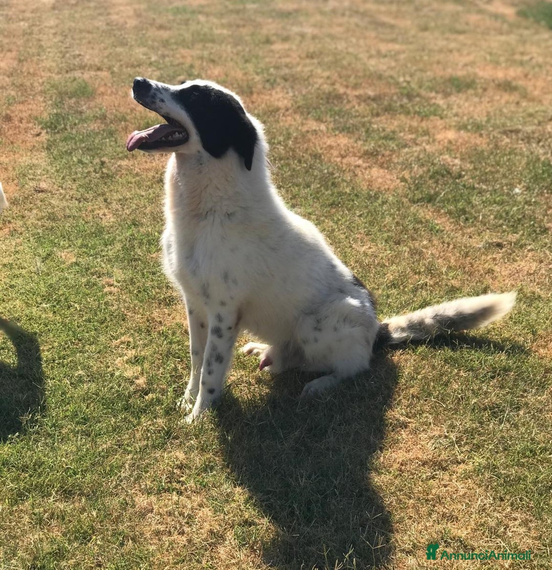 Meticcio cani in regalo: BUFFALO, CHE TIPO SIMPATICO a Provincia di Latina - Annuncio 5