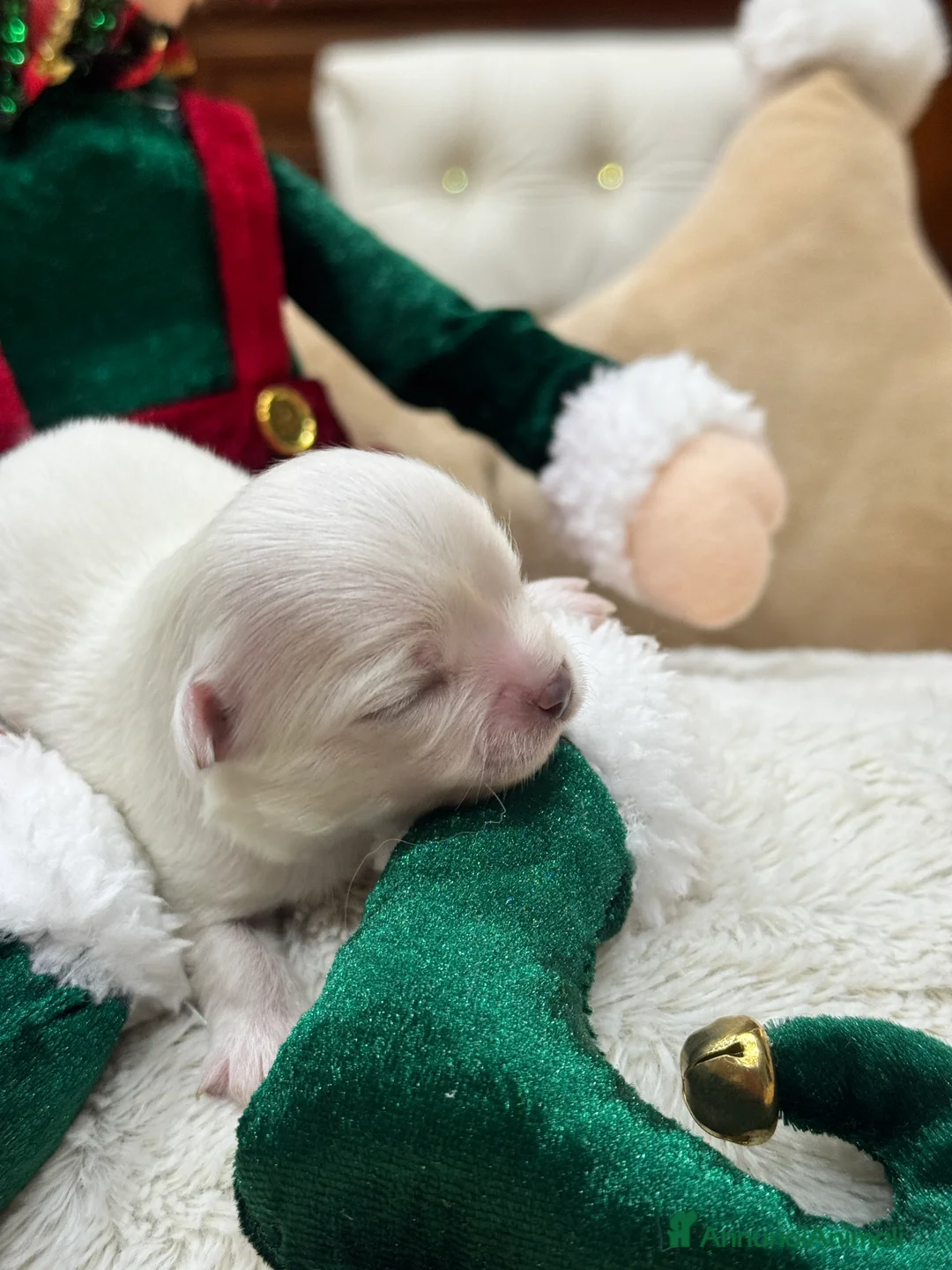 Chihuahua cani in vendita: Cuccioli Chihuahua pelo lungo - Annuncio 7