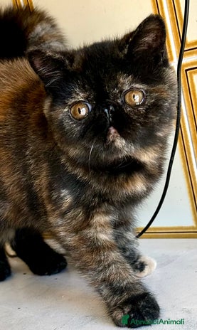 Exotic Shorthair gatti - Annuncio 4