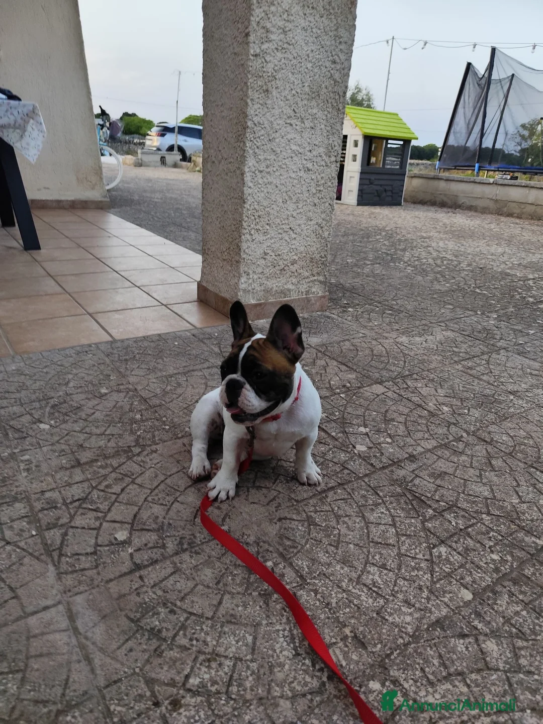 Bulldog Francese cani in vendita: Bulldog francese 5mesi con pedigree a Provincia di Taranto - Annuncio 4