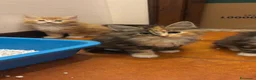 Maine Coon gatti in vendita: Cuccioli di Maine Coon  - Annuncio 3