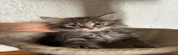 Siberiano gatti in vendita: Gattini siberiani ipoallergenici  - Annuncio 7