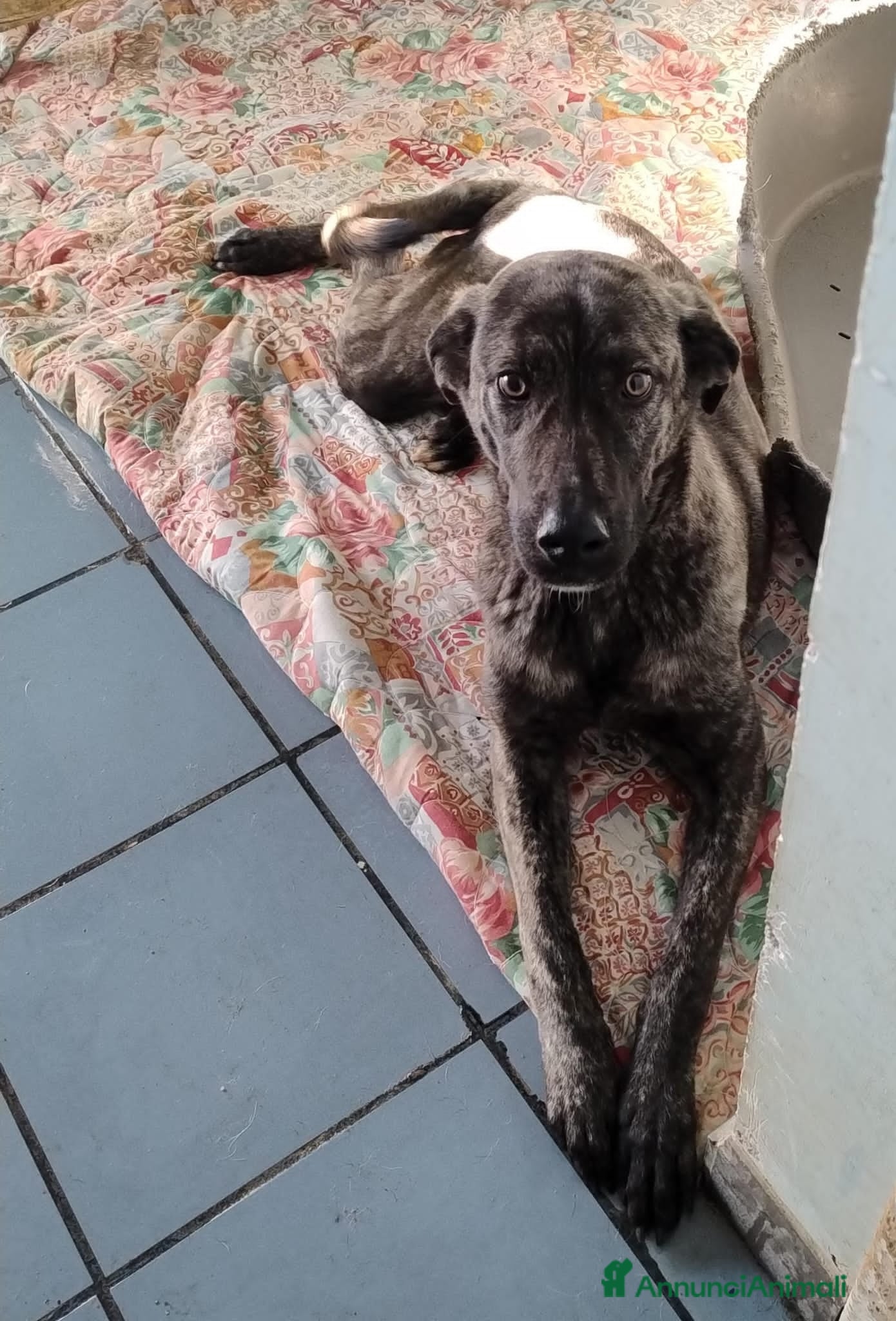 Altre razze cani bred  - Annuncio 2