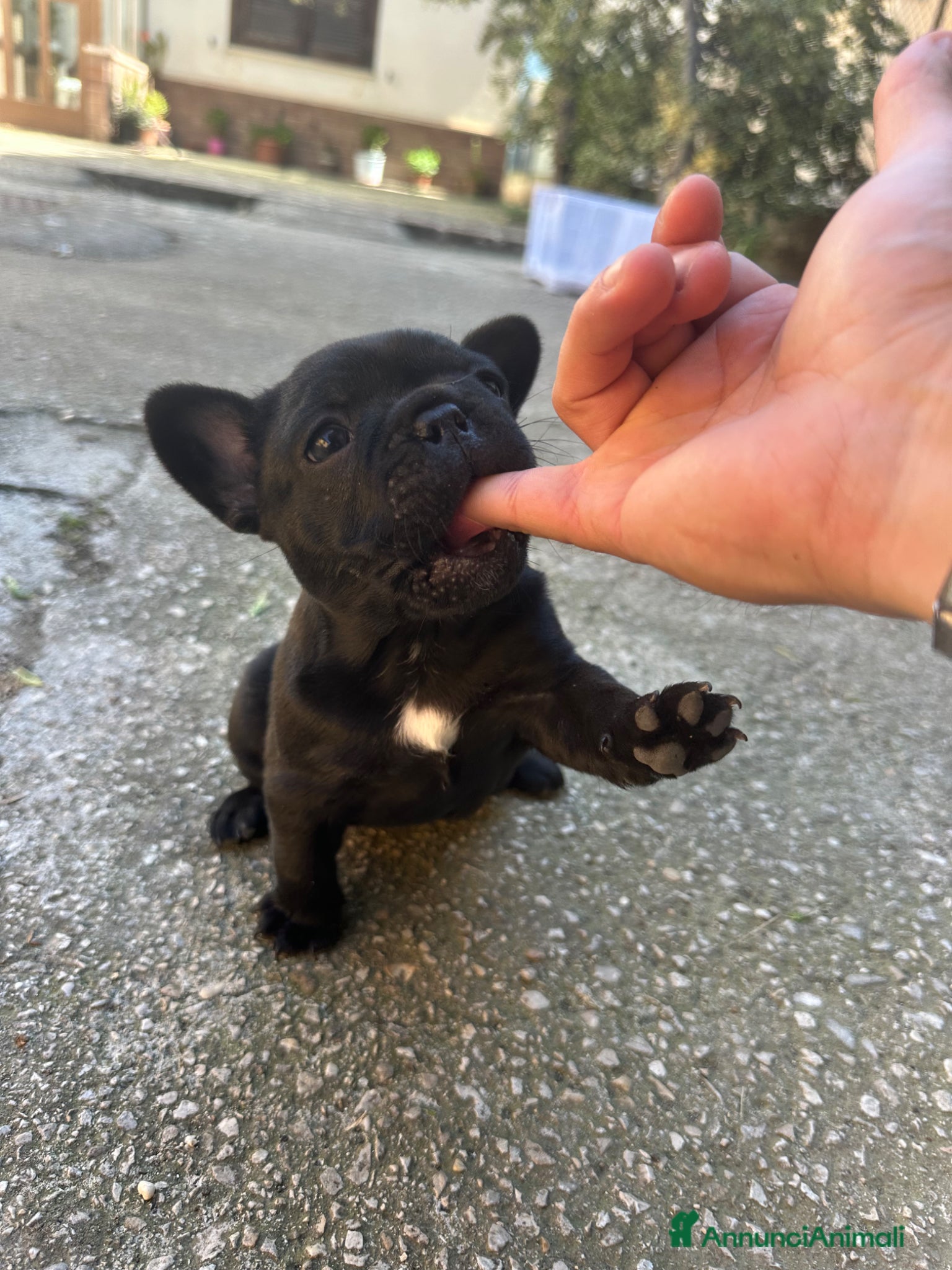 Bulldog Francese cani in vendita: bulldog francese blue e nero tigrato  - Annuncio 18