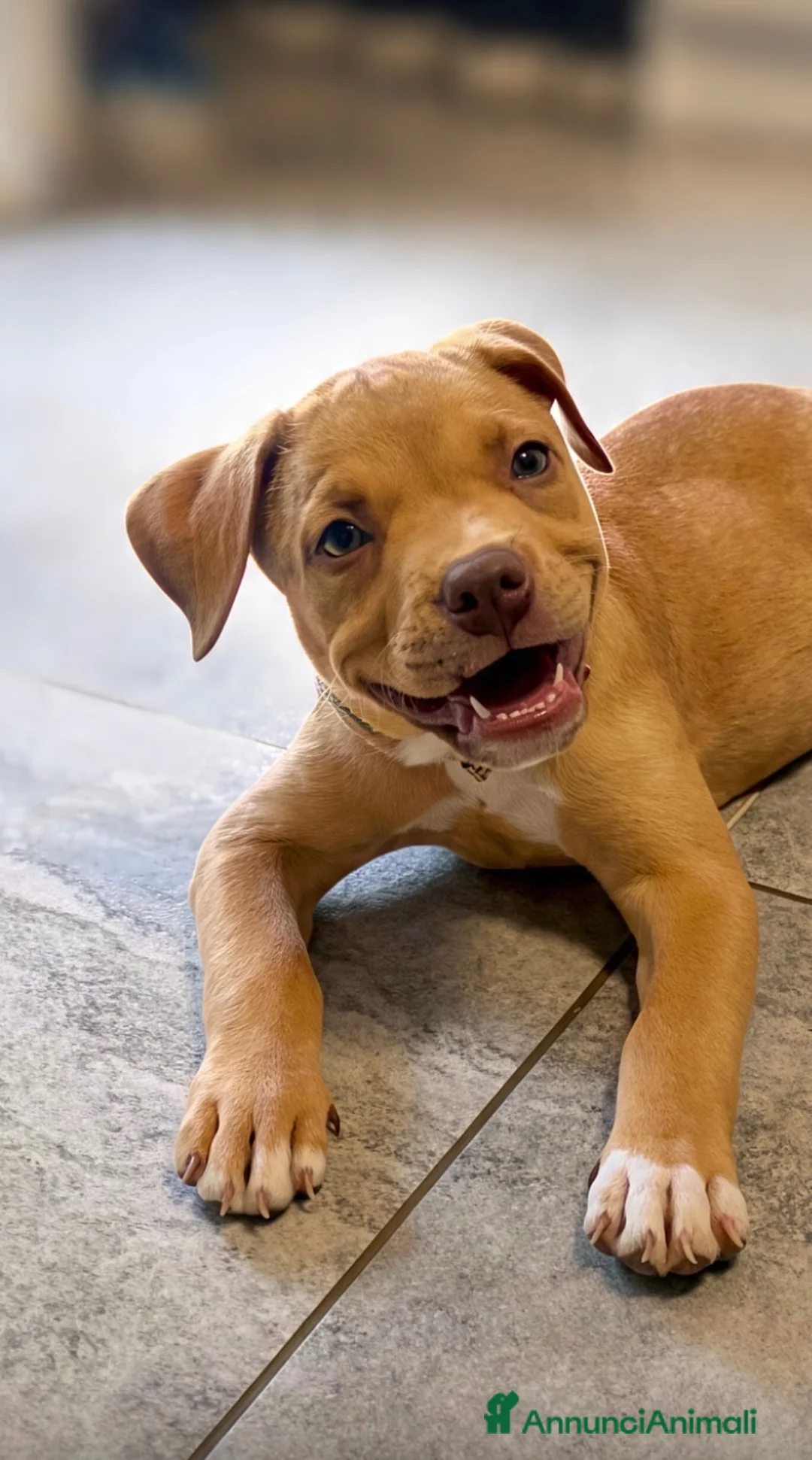 Pitbull cani in vendita: Dolcissimi cuccioli di Pitbull UKC con pedigree  - Annuncio 8