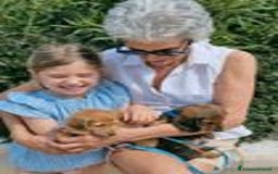 Bassotto cani in vendita: Cucciolo di Bassotto nano a pelo lungo a Città Metropolitana di Genova - Immagine 10