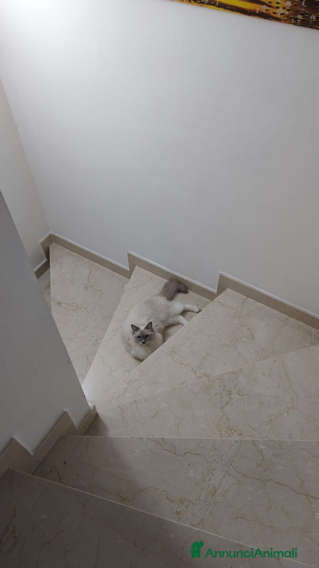 Ragdoll gatti in vendita: Ragdoll blu mitted a Provincia di Brescia - Immagine 8