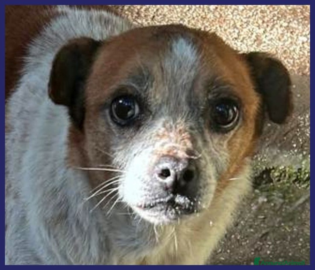 Meticcio cani in regalo: LILLO 8-9anni adorabile piccoletto! - Annuncio 6