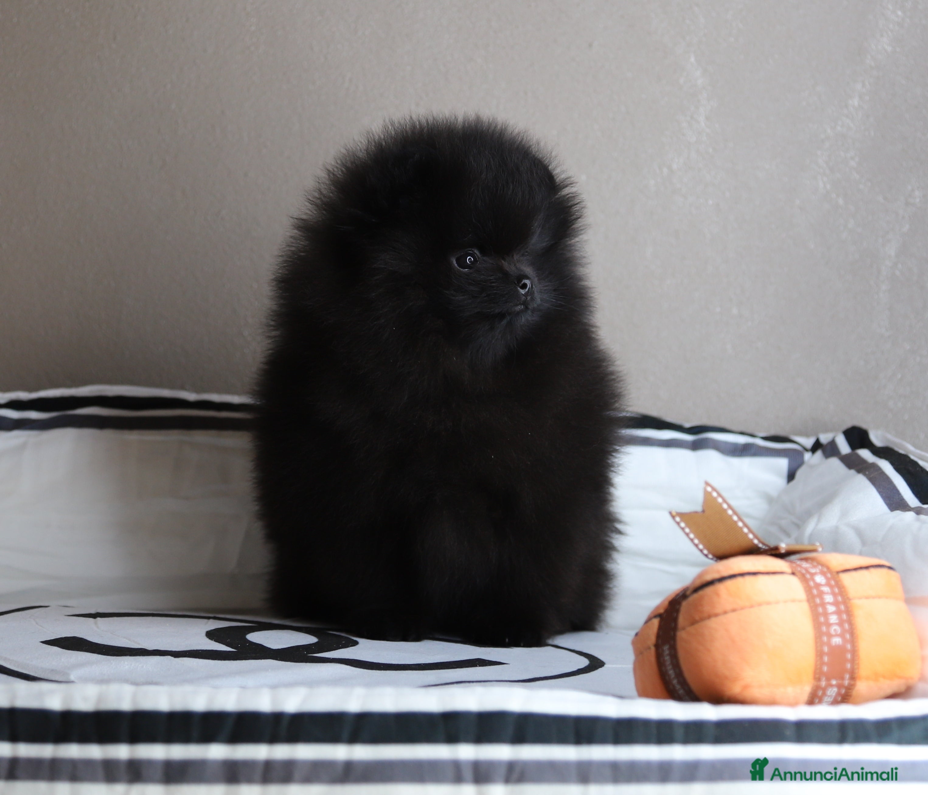 Volpino Pomerania cani  Pomerania Spitz tedesco nano  - Annuncio 9