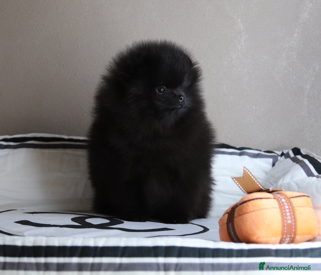 Volpino Pomerania cani in vendita:  Pomerania Spitz tedesco nano  - Annuncio 1