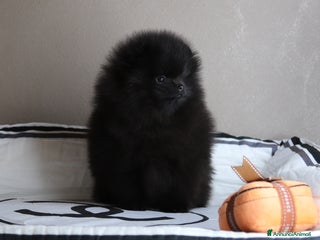 Volpino Pomerania cani Pomerania Spitz tedesco nano - Annuncio 39