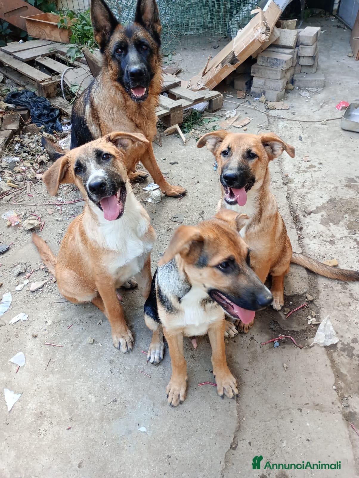 Meticcio cani CUCCIOLI - Annuncio 18