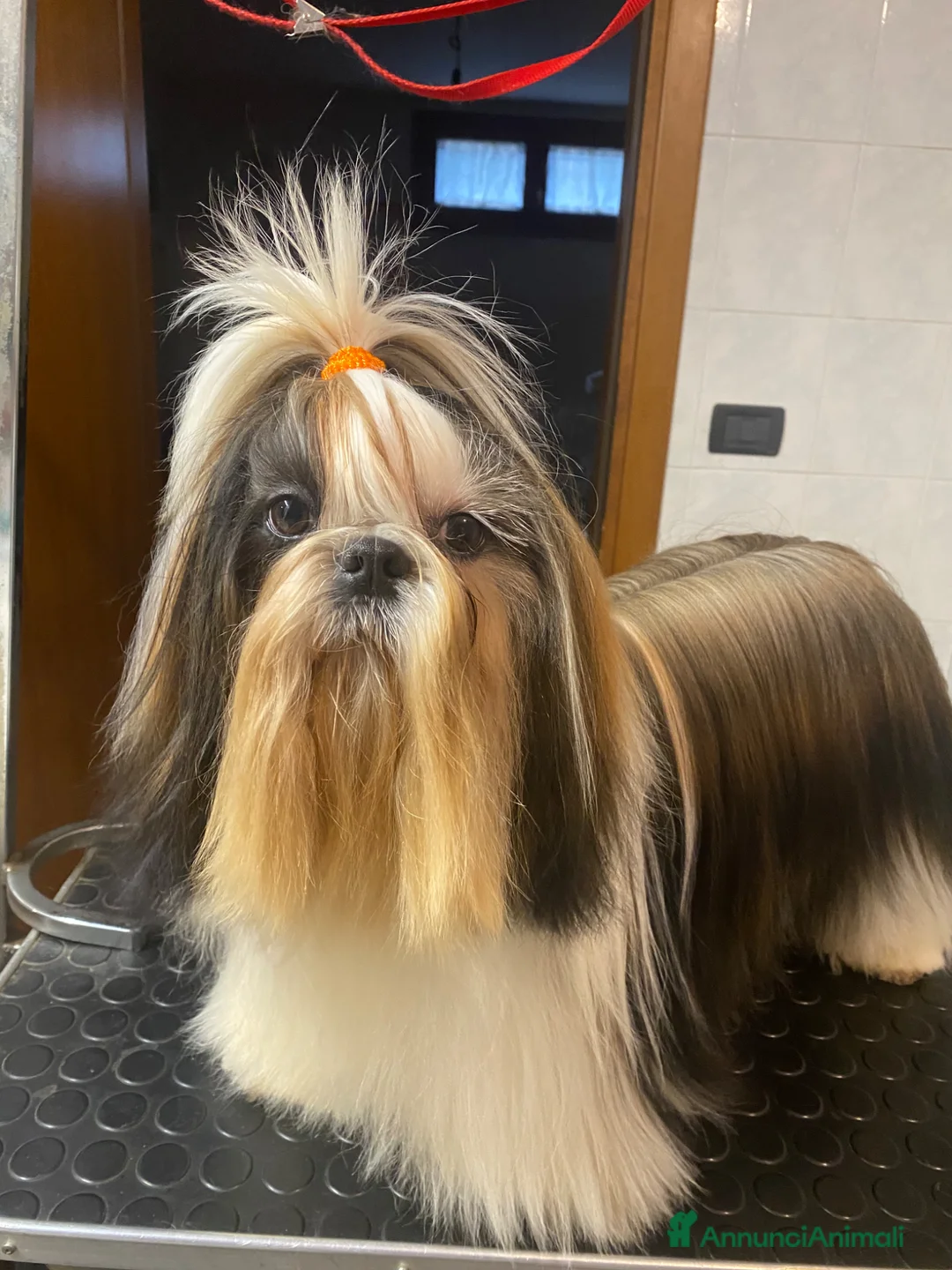 Shih Tzu cani in vendita: Shih Tzu  - Annuncio 1