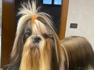 Shih Tzu cani Shih Tzu - Annuncio 1