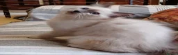 Sacro di Birmania gatti in vendita: Gattino sacro di Birmania a Città metropolitana di Milano - Annuncio 5