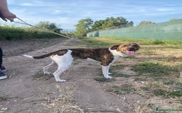 Meticcio cani in regalo: 2cagnolini 1/2anni kg 5/6 SOS CASA SARDEGNAA a Città metropolitana di Milano - Immagine 3