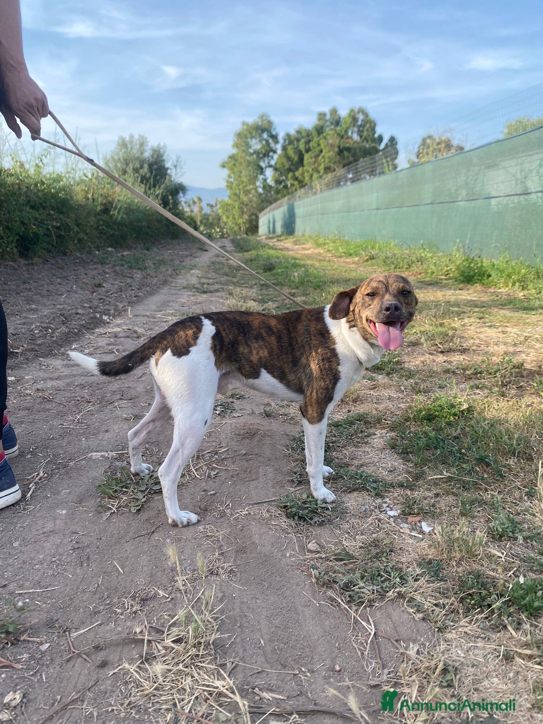 Meticcio cani in regalo: 2cagnolini 1/2anni kg 5/6 SOS CASA SARDEGNAA a Città metropolitana di Milano - Immagine 3