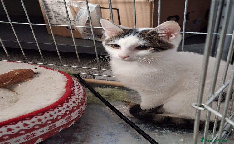 Altre razze gatti - Annuncio 6