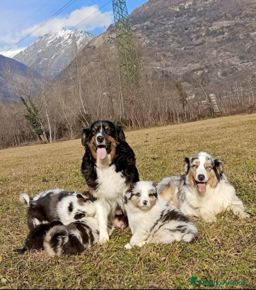 Australian Shepherd cani Cuccioli di Australian Shepherd  - Annuncio 3